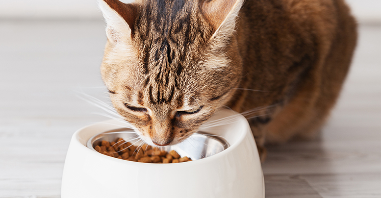 Лечебные корма для кошек при заболевании печени: особенности, составы
