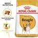 Royal Canin Beagle Adult Сухой корм для взрослых биглей – интернет-магазин Ле’Муррр