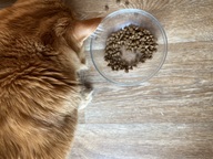 Пользовательская фотография №4 к отзыву на Grandorf 4Meat & Brown Rice Adult Indoor Сухой корм для взрослых домашних кошек (с четырьмя видами мяса и бурым рисом)